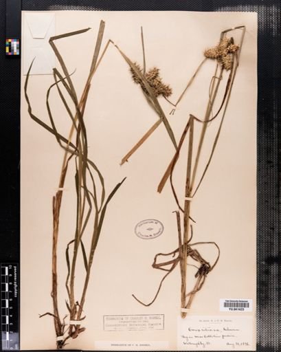 Carex retrorsa