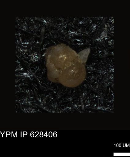 undet. Foraminiferida