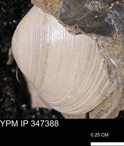Limopsis striatopunctatus