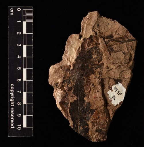 Cnemidaria magna