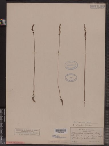 Spiranthes tuberosa