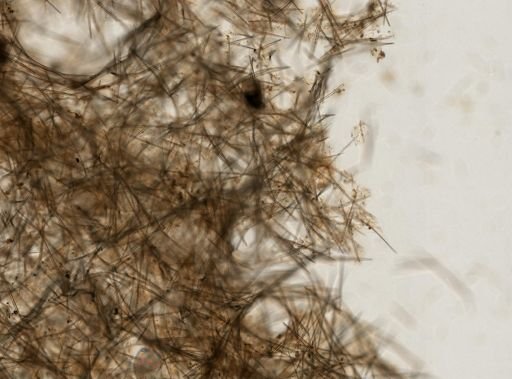Halichondrida