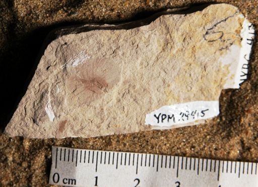 Ptelea miocenica