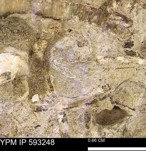 lithic clast