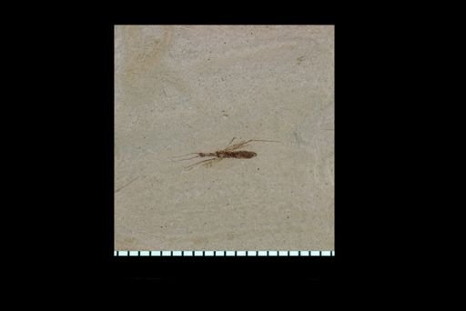 undet. Hydrometridae