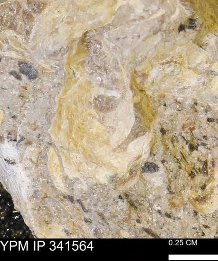 Scaphites sp.