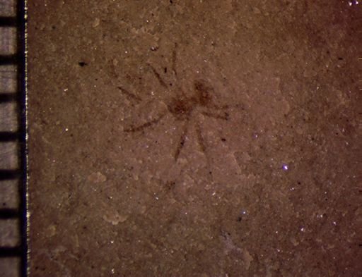 undet. Araneida
