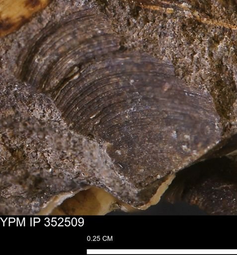 Limopsis striatopunctatus