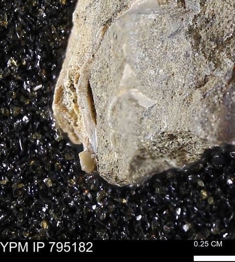 undet. Bivalvia