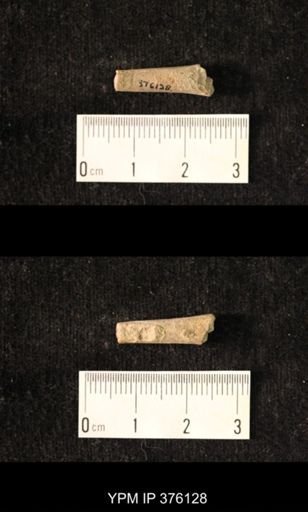 Pseudorthoceras knoxense