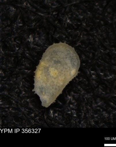 undet. Ostracoda