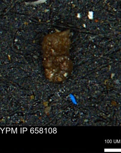 Ammobaculoides whitneyi