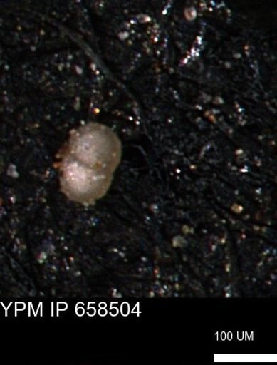 undet. Foraminiferida