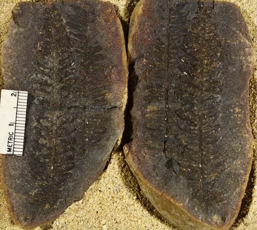 Pecopteris miltoni