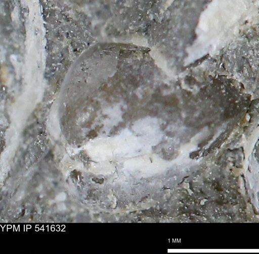 Limopsis striatopunctatus
