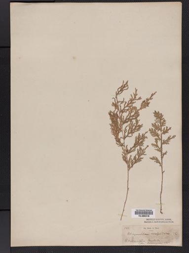 Selaginella