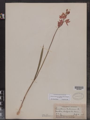 Calopogon pulchellus