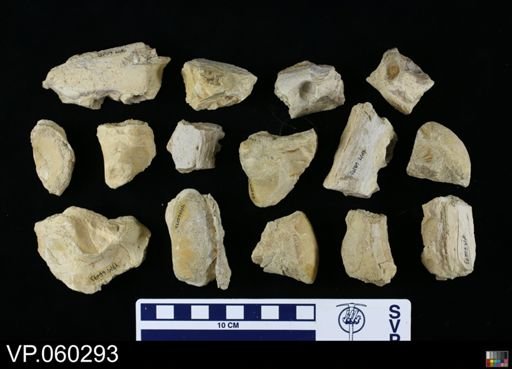 undet. Mosasauridae