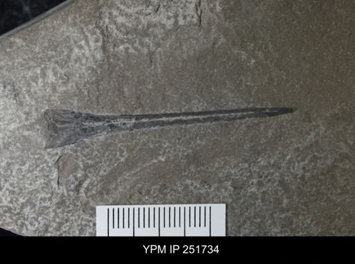 Eurypterus sp.