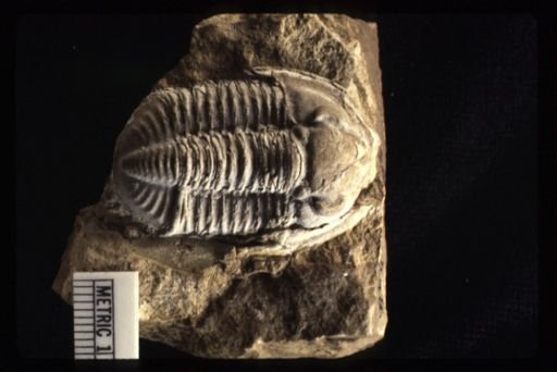Proetus clarus