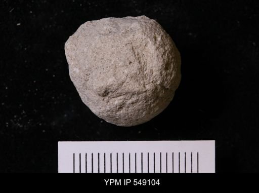 Pallichnus dakotensis