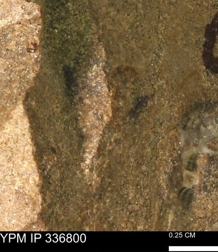 undet. Mollusca