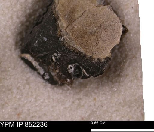undet. Gastropoda