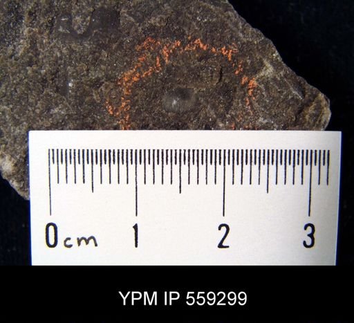 Chonetes minor