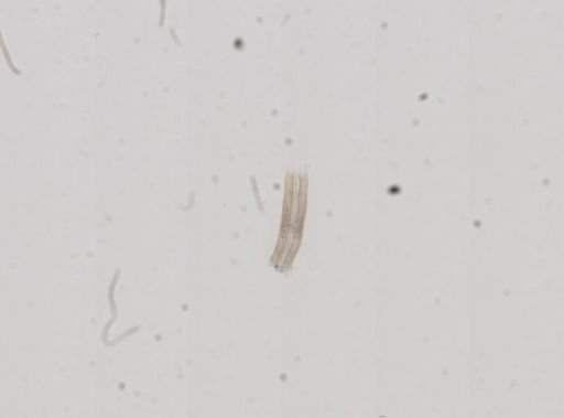 Amnicola cincinnatiensis