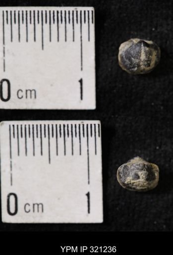 Ambocoelia sp.