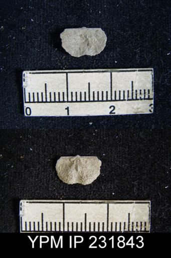 Chonetes flemingi