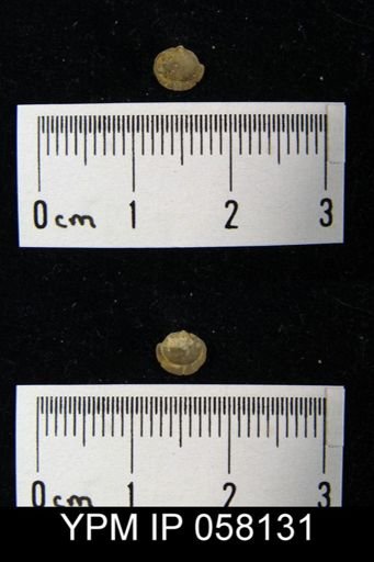 Nucleospira ventricosa