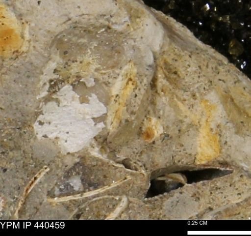 undet. Bivalvia