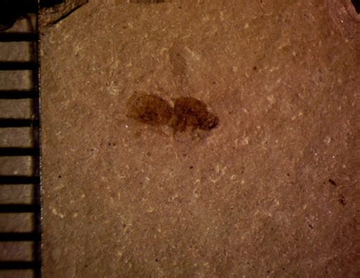 undet. Insecta