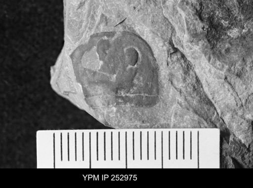 Eurypterus sp.