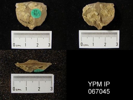 Strophonella reversa