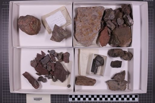 mixed taxa, stratigraphic collection