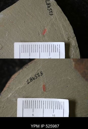undet. Synziphosurina