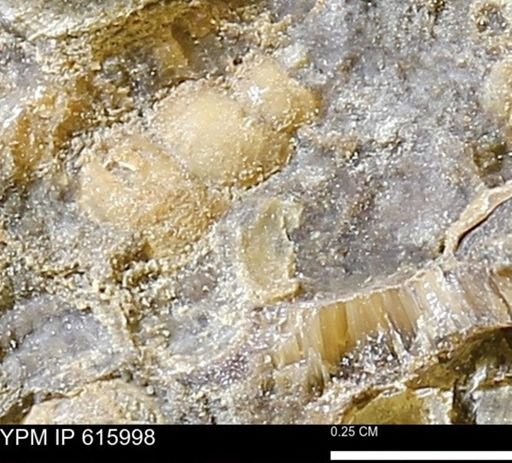 Drepanochilus sp.