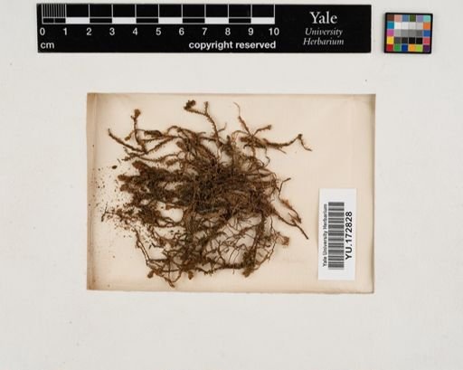 Plantae