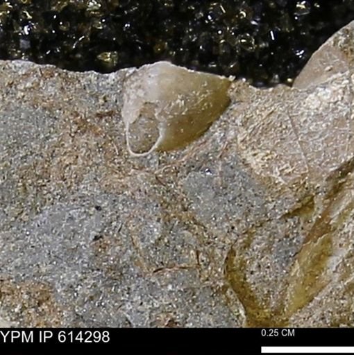 Limopsis striatopunctatus