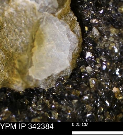 undet. Mollusca