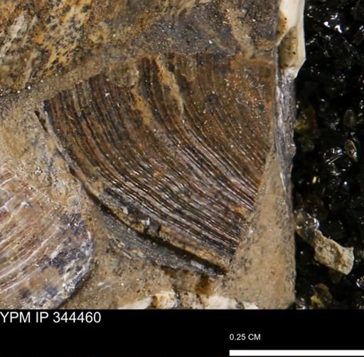 undet. Bivalvia