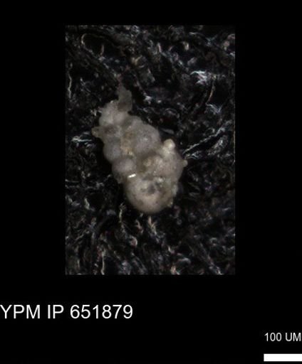 undet. Heterohelicidae