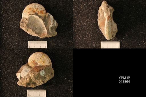 Hoploscaphites nicolletii