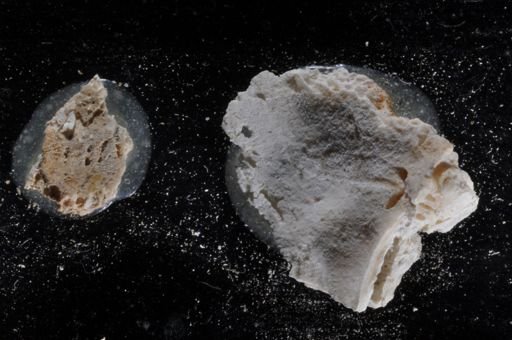 Schizomavella auriculata