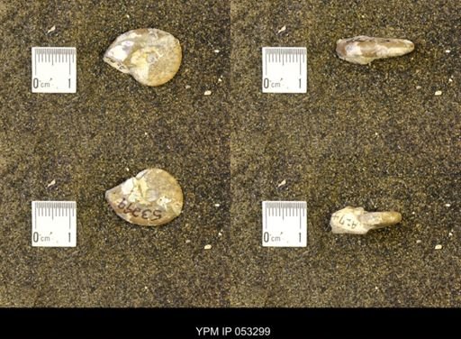 Discoscaphites conradi