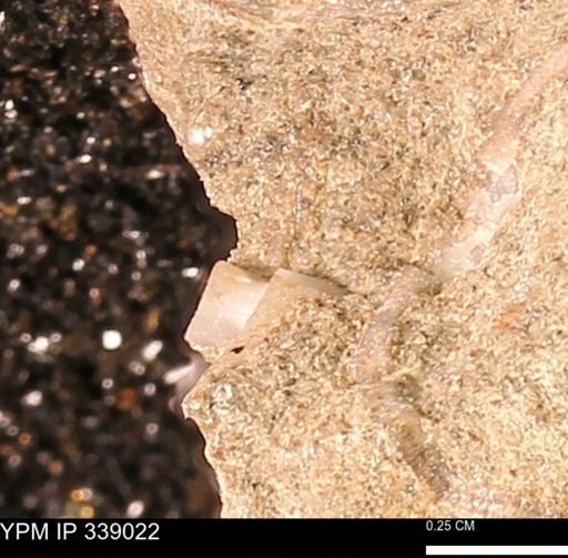 undet. Mollusca