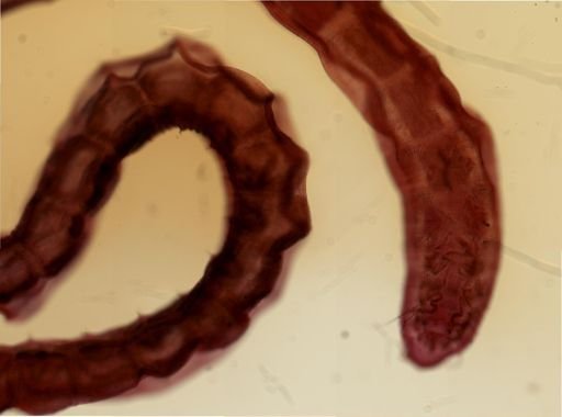 Monopylephorus irroratus