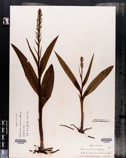 Plantae